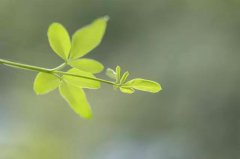 十病九寒，內(nèi)寒外熱不可清火，去寒當(dāng)用熱